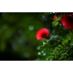 Tokina atx-m 85mm F1.8 FE Lens (Sony Uyumlu) - YENİ!